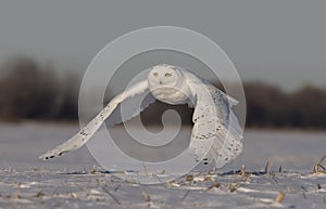 A Male Snowy owl Bubo scandiacus flies low hunting over an open sunny snowy cornfield in Ottawa, Canada