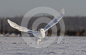 A Male Snowy owl Bubo scandiacus flies low hunting over an open sunny snowy cornfield in Ottawa, Canada