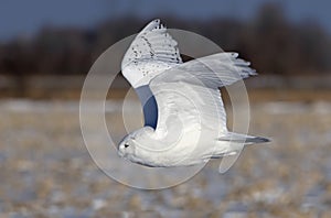 A Male Snowy owl Bubo scandiacus flies low hunting over an open sunny snowy cornfield in Ottawa, Canada