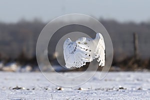 A Male Snowy owl Bubo scandiacus flies low hunting over an open sunny snowy cornfield in Ottawa, Canada