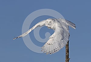 A Male Snowy owl Bubo scandiacus isolated against a blue background flying off in winter in Ottawa, Canada