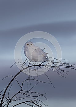 A Male Snowy owl Bubo scandiacus isolated against a blue background perched on top of a tree at sunset in winter in Ottawa, Cana