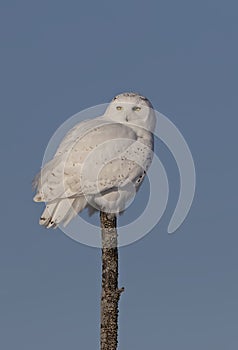 A Male Snowy owl Bubo scandiacus isolated against a blue background perched on top of a tree in winter in Ottawa, Canada