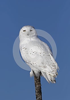 A Male Snowy owl Bubo scandiacus isolated against a blue background perched on top of a tree in winter in Ottawa, Canada