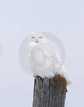A Male Snowy owl Bubo scandiacus isolated against a blue background perched on a wooden post in winter in Ottawa, Canada