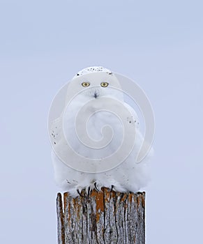 A Male Snowy owl Bubo scandiacus isolated against a blue background perched on a wooden post in winter in Ottawa, Canada