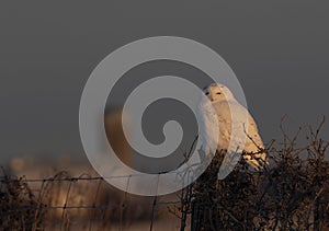 A Male Snowy owl Bubo scandiacus perched on a wooden post with a barn in the distance in winter in Ottawa, Canada