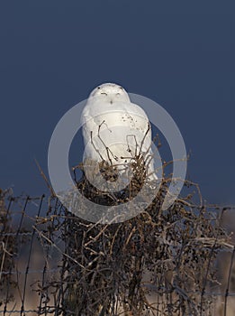 A Male Snowy owl Bubo scandiacus perched on a wooden post at sunrise in winter in Ottawa, Canada
