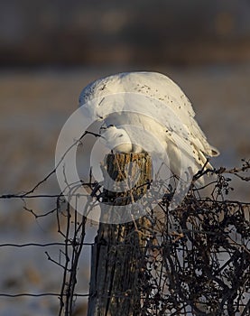 A Male Snowy owl Bubo scandiacus perched on a wooden post at sunrise in winter in Ottawa, Canada