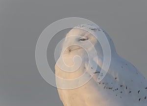 A Male Snowy owl Bubo scandiacus perched on a wooden post at sunset in winter in Ottawa, Canada