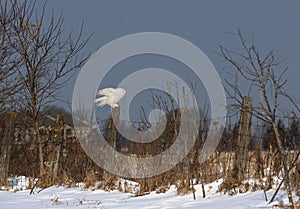 A Male Snowy owl Bubo scandiacus perched on a wooden post in winter in Ottawa, Canada