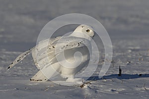 A Male Snowy owl Bubo scandiacus sitting in a early morning snow covered cornfield in winter in Ottawa, Canada