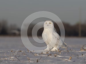 A Male Snowy owl Bubo scandiacus sitting in a sunny snow covered cornfield in winter in Ottawa, Canada