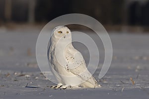 A Male Snowy owl Bubo scandiacus sitting in a sunny snow covered cornfield in winter in Ottawa, Canada