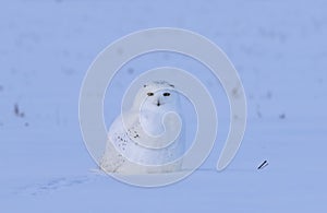 A Male Snowy owl Bubo scandiacus sitting in a sunny snow covered cornfield in winter in Ottawa, Canada