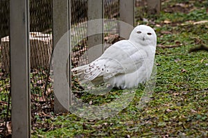 A male snowy owl in captivity