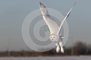 A Male Snowy owl flies low hunting over an open sunny snowy cornfield in Ottawa, Canada
