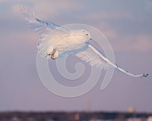 Male snowy owl in flight