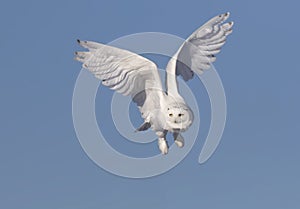 A Male Snowy owl isolated against a blue background flies low hunting over an open sunny snowy