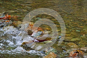 A male sockeye salmon swims upstream. Weaver Creek BC Canada