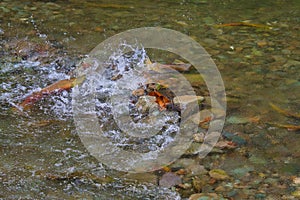 A male sockeye salmon swims upstream. Weaver Creek BC Canada