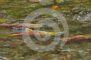 The male sockeye salmons swim a clear stream. Weaver Creek BC Canada