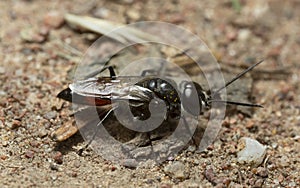 Male Solitary wasp, Astata boops in sandy environment, macro photo photo