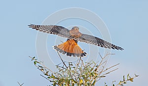 Male Southeastern American Kestrel - Falco sparverius paulus