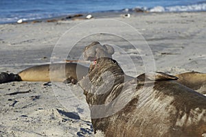 Male Southern Elephant Seal calling