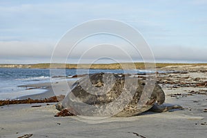 Male Southern Elephant Seal on the Falkland Islands