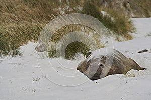 Male Southern Elephant Seal in the Falkland Islands