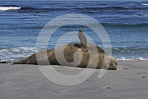 Male Southern Elephant Seal in the Falkland Islands