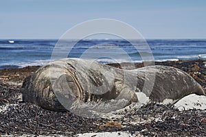 Male Southern Elephant Seal in the Falkland Islands