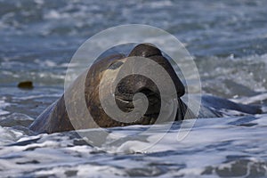 Male Southern Elephant Seal in the Falkland Islands