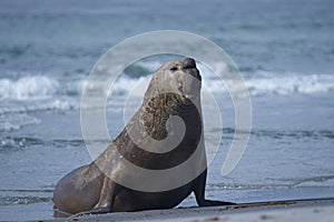 Male Southern Elephant Seal in the Falkland Islands