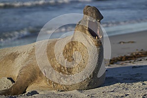 Male Southern Elephant Seal in the Falkland Islands