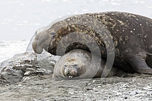 Male Southern Elephant seal mates with the female on Fortuna Bay, South Georgia, Antarctica