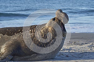 Male Southern Elephant Seal in the Falkland Islands