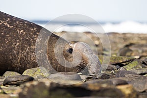 Male Southern Elephant Seal (Mirounga leonina) close up Profile.