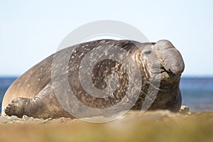 Male Southern Elephant Seal (Mirounga leonina) photo