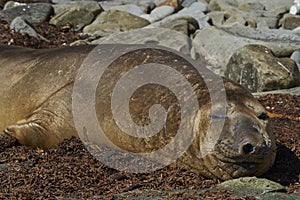 Male Southern Elephant Seal in the Falkland Islands