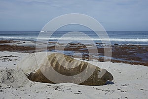 Male Southern Elephant Seal [Mirounga leonina]