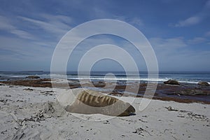 Male Southern Elephant Seal [Mirounga leonina]