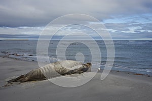 Male Southern Elephant Seal [Mirounga leonina]