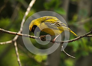 Male Southern Masked Weaver (Ploceus velatus) preparing branch for a new nest.