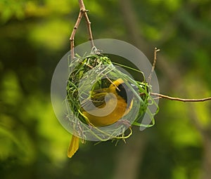 Male Southern Masked Weaver Ploceus velatus at work