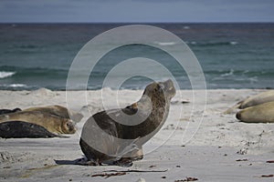 Male Southern Sea Lion in the Falkland Islands