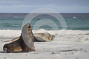 Male Southern Sea Lion in the Falkland Islands