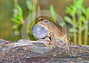 Male southern toad Anaxyrus terrestris calling or vocalizing