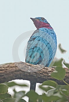 Male Spangled Cotinga, Cotinga cayana